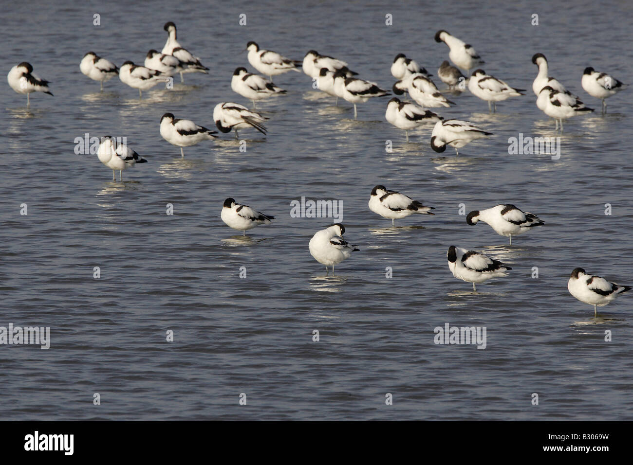 Gregge di Pied avocette a Minsmere Foto Stock