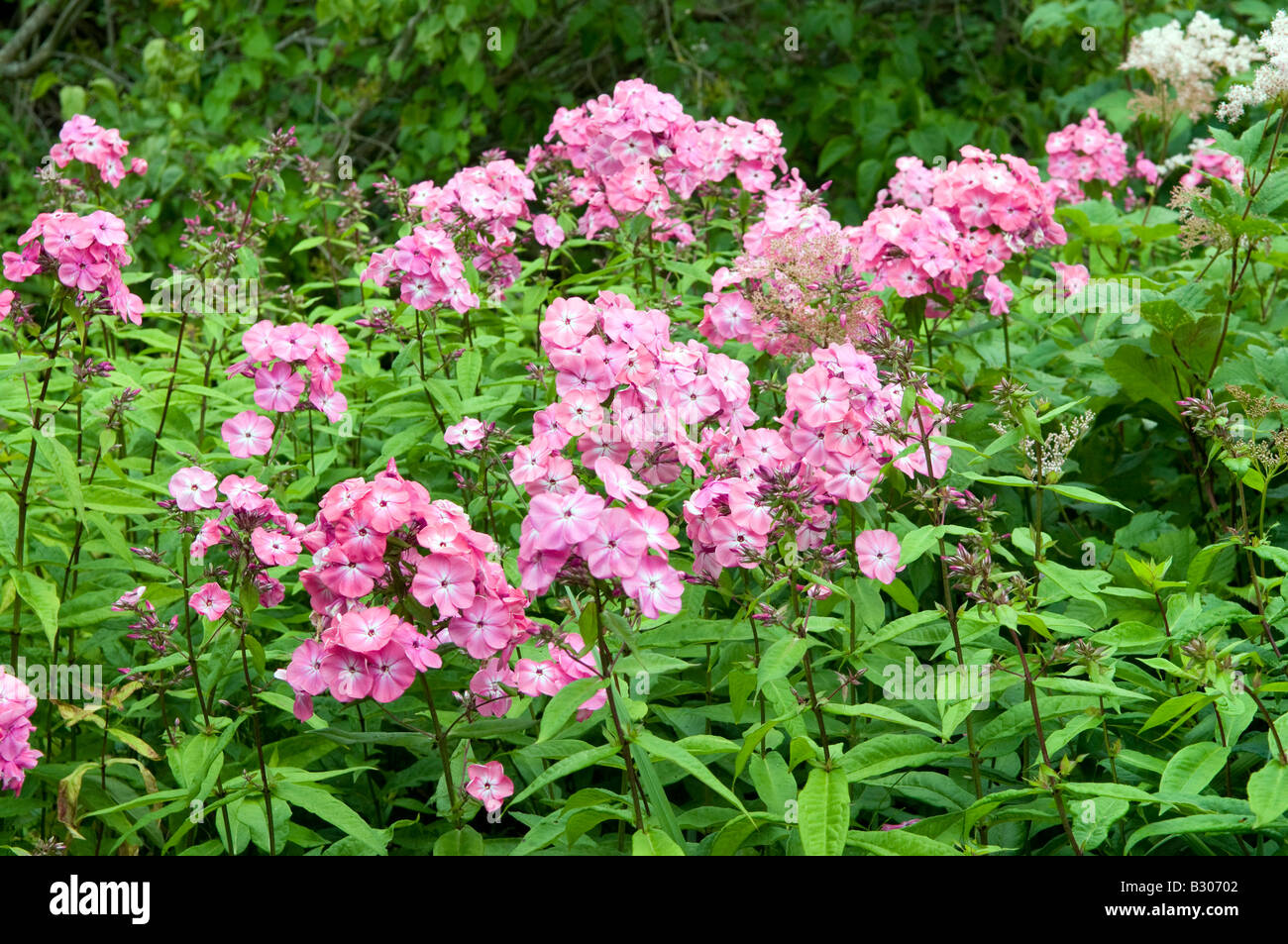 Phlox paniculata " Balmoral' Foto Stock