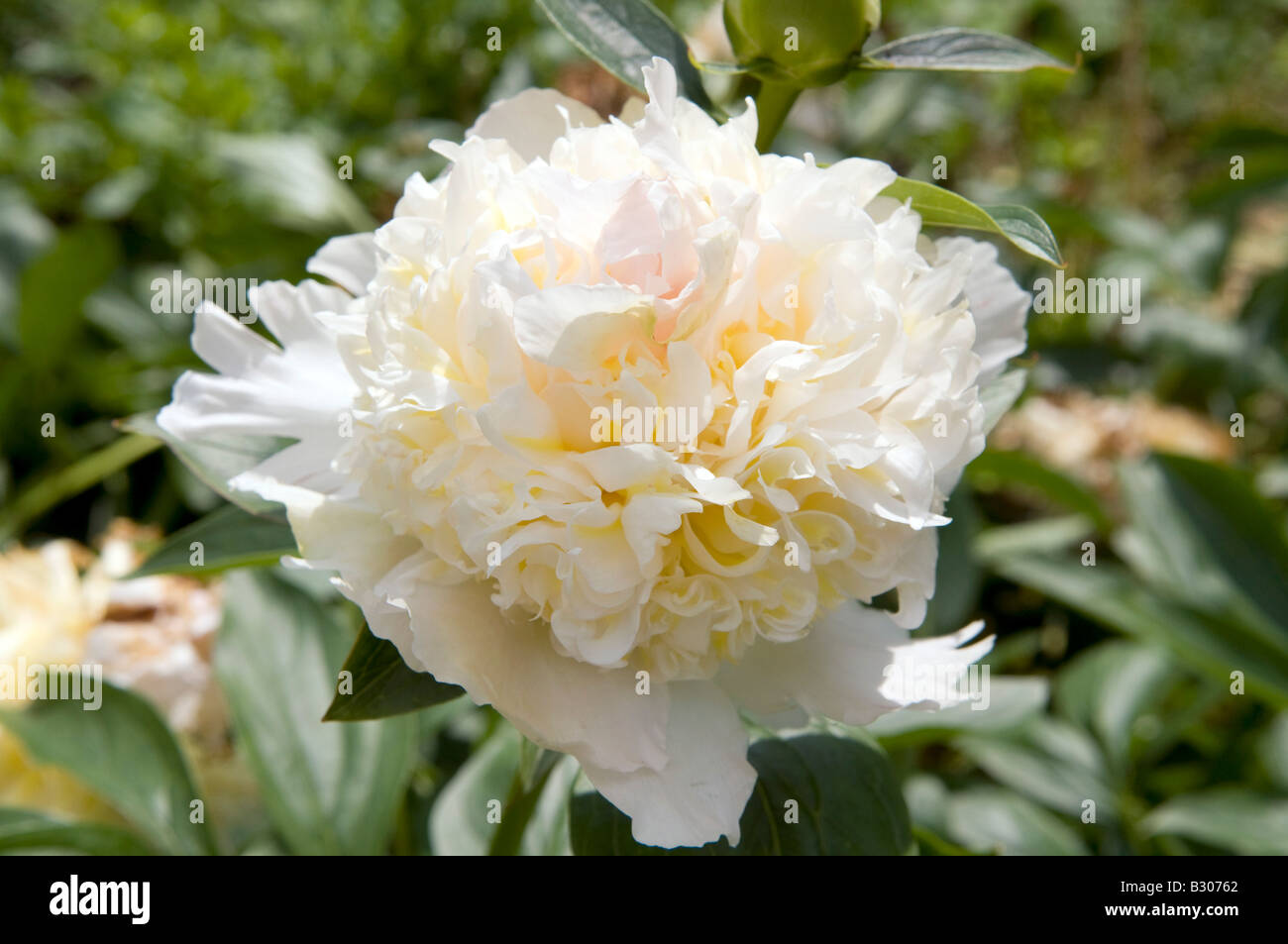 Paeonia lactiflora Peonia cinese Foto Stock