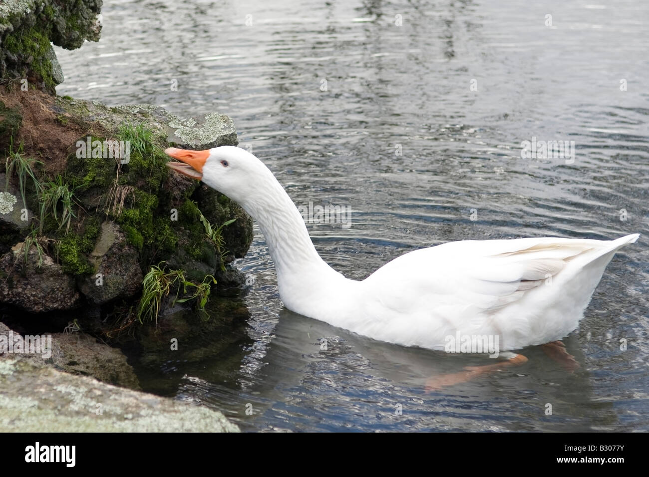 Oca Bianca raggiungendo per erba, lago di Rotorua, Nuova Zelanda Foto Stock