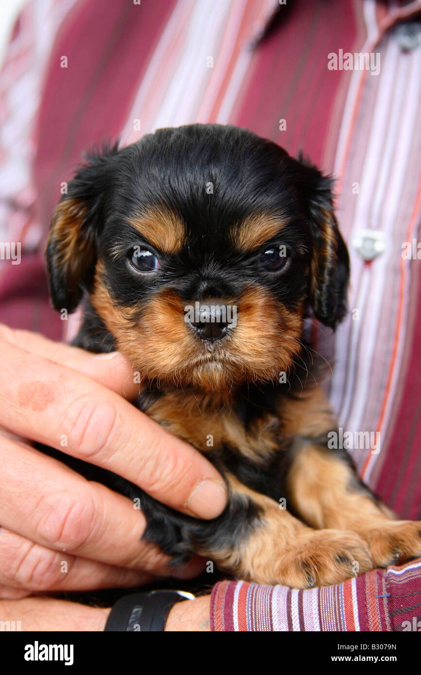 Cavalier King Charles Spaniel cucciolo nero e tan 5 settimane sul braccio umano Foto Stock