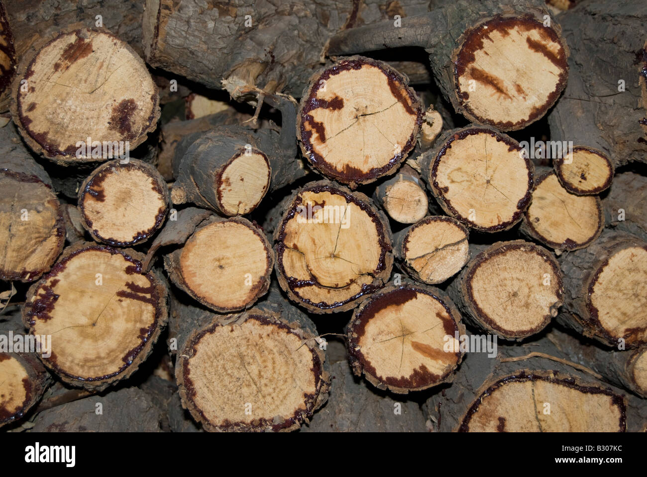 Un mucchio di taglio di tronchi per legna da ardere Foto Stock