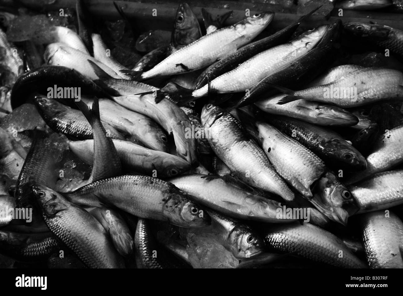 La sardina il pesce in un vassoio in corrispondenza di Vizhinjam Harbour, Trivandrum, Kerala, India Foto Stock