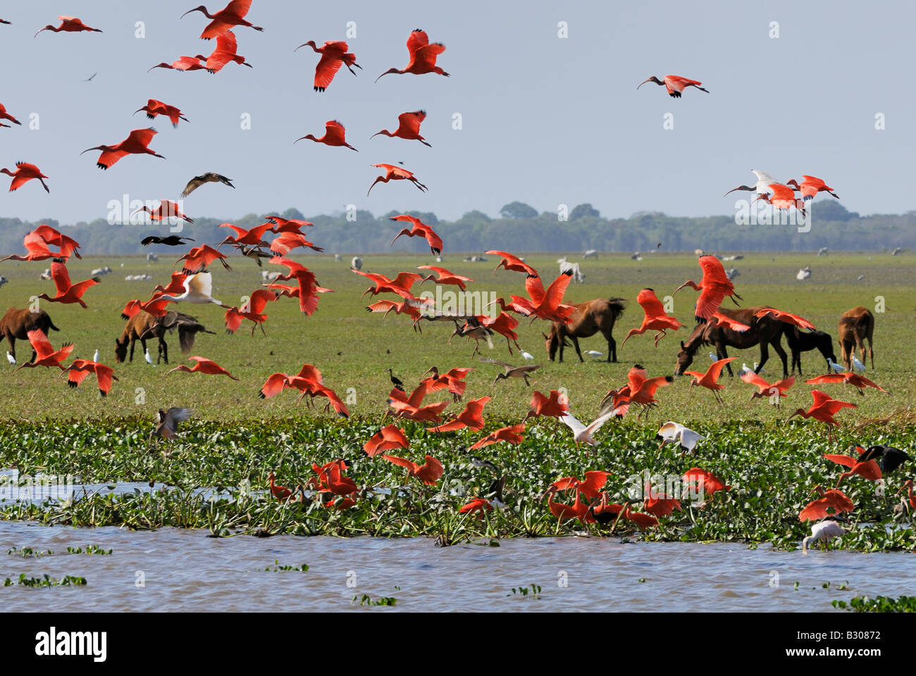 Sciame di Scarlet Ibis battenti, Eudocimus ruber, LOS LLANOS, Venezuela, Sud America Foto Stock