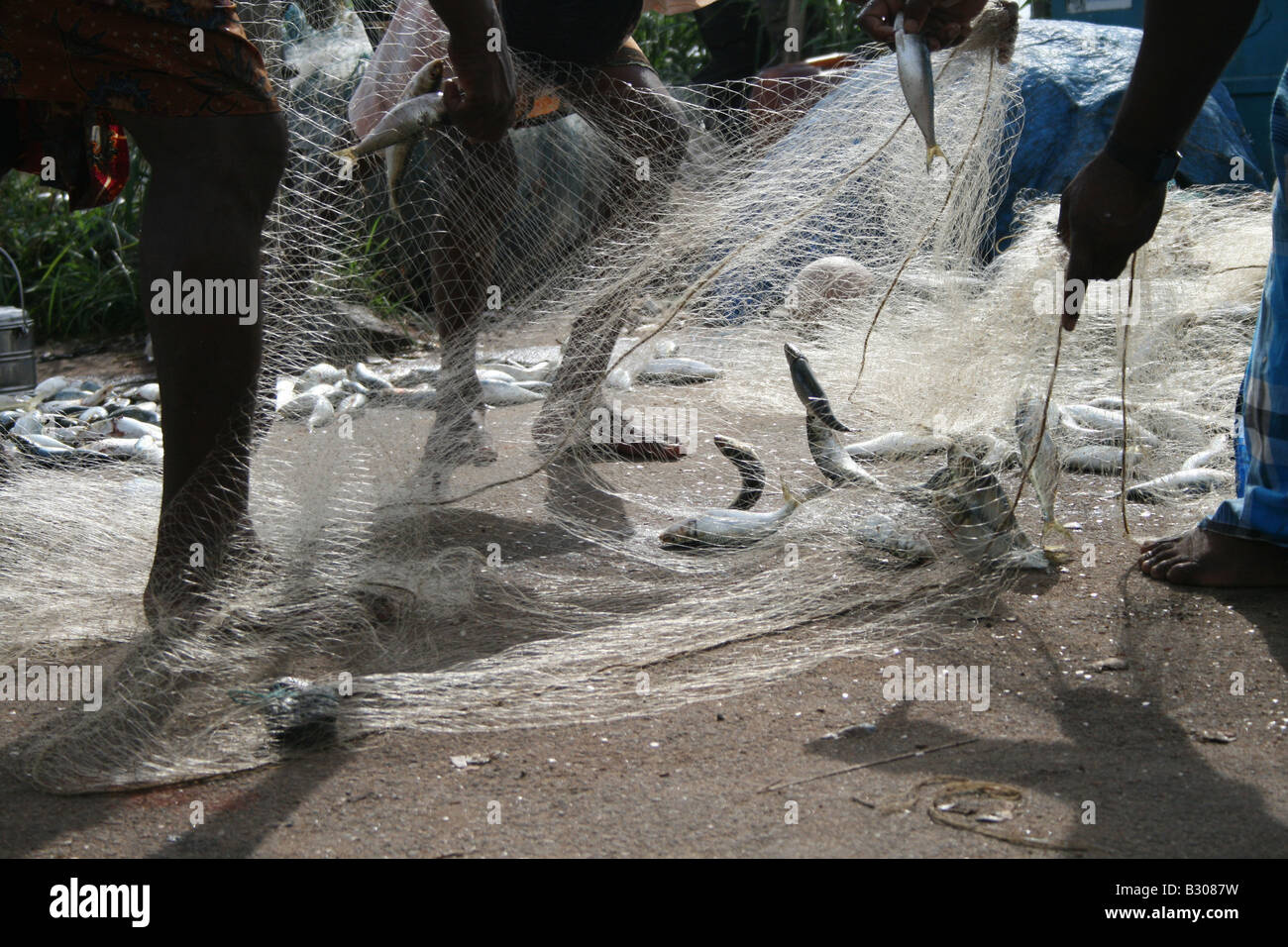 Raccolta dei pescatori di pesce e sardine dalle loro reti al Porto di Vizhinjam, Trivandrum, Kerala, India Foto Stock