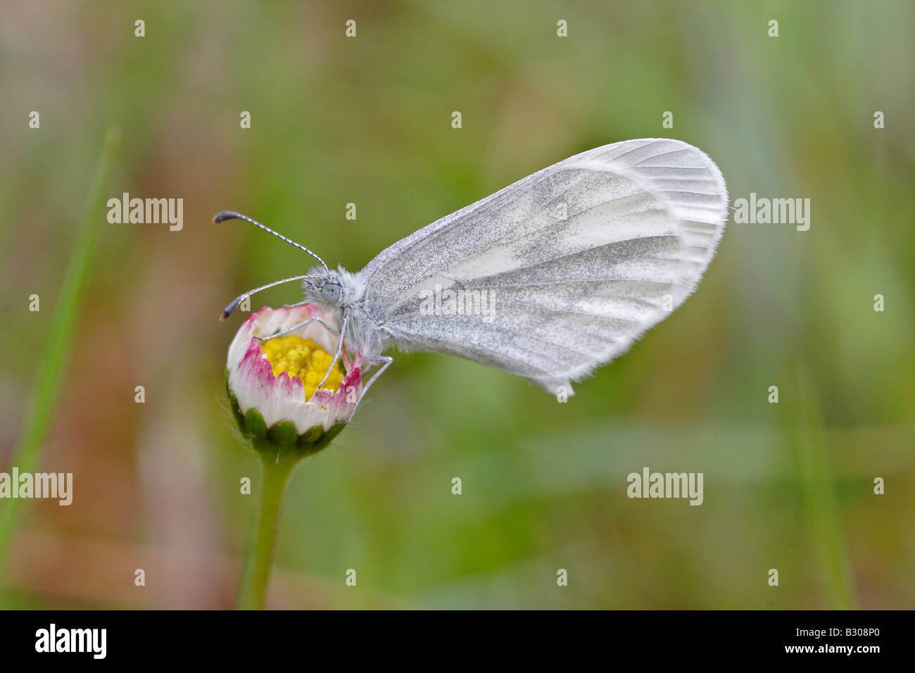 Legno farfalla bianca Foto Stock
