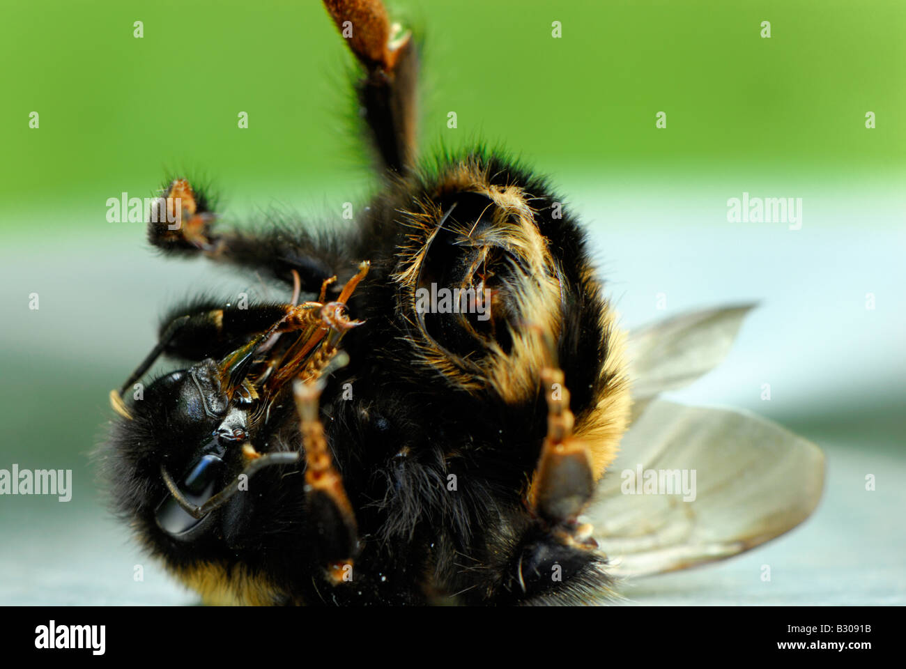 Close up di dead Bumble Bee (bombus) Foto Stock