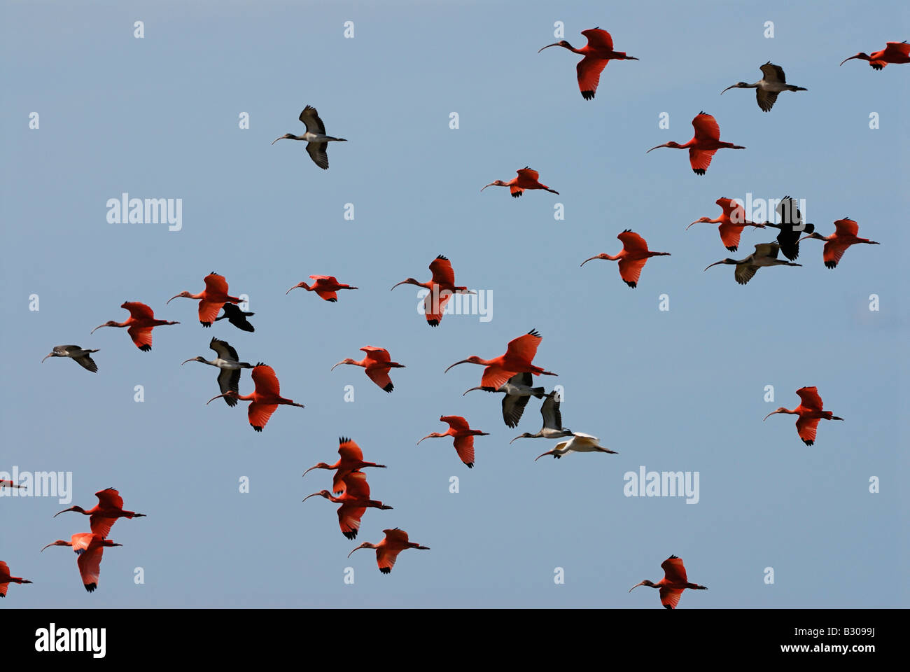 Sciame di Scarlet Ibis battenti, Eudocimus ruber, LOS LLANOS, Venezuela, Sud America Foto Stock