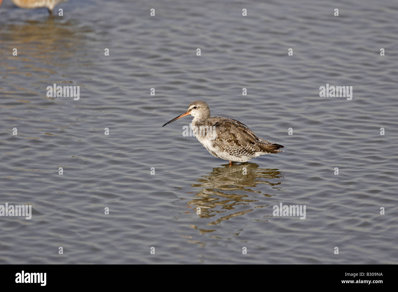 Spotted Redshank a Minsmere in luglio Foto Stock