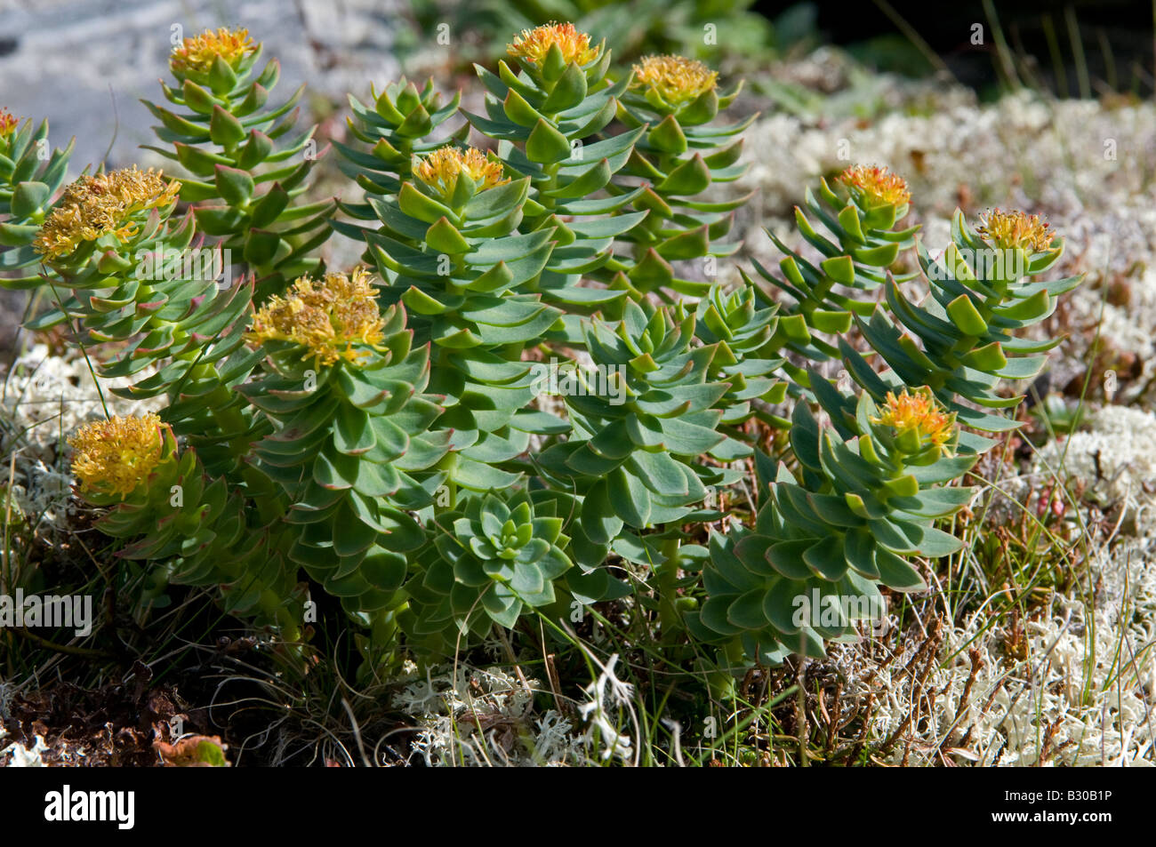 Roseroot (Rhodiola rosea) Foto Stock