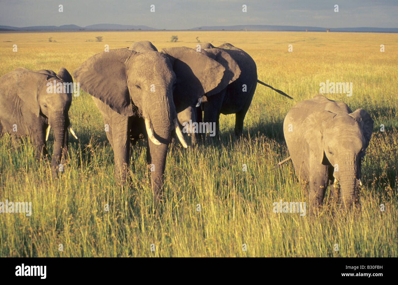 Una mandria di elefanti (Elephantidae), Masaai Mara riserva, Kenya Foto Stock