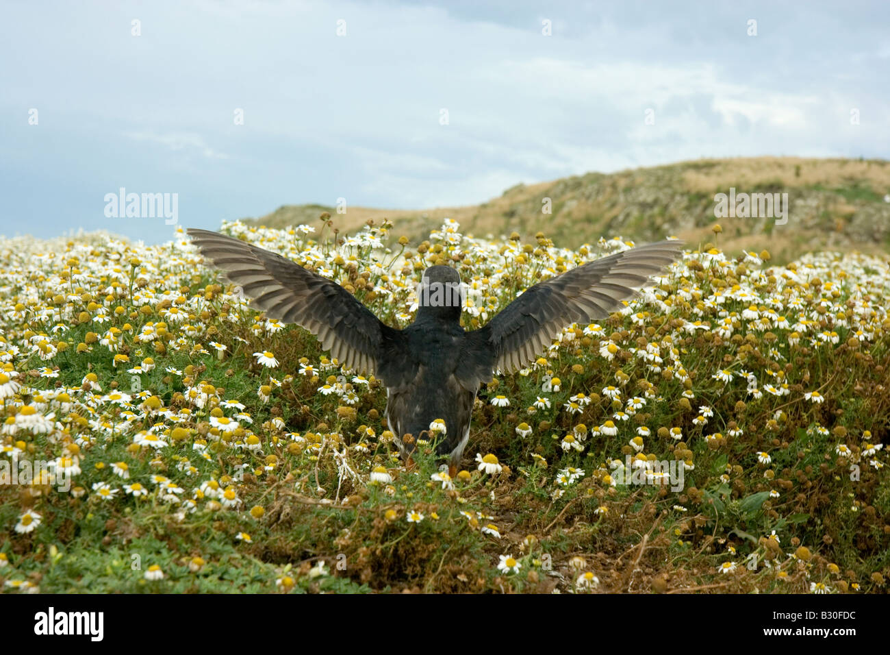 Puffin apertura alare sbattimenti ali in daisys. (Guarda le mie altre foto dei puffini, fare clic su Il mio nome) Foto Stock