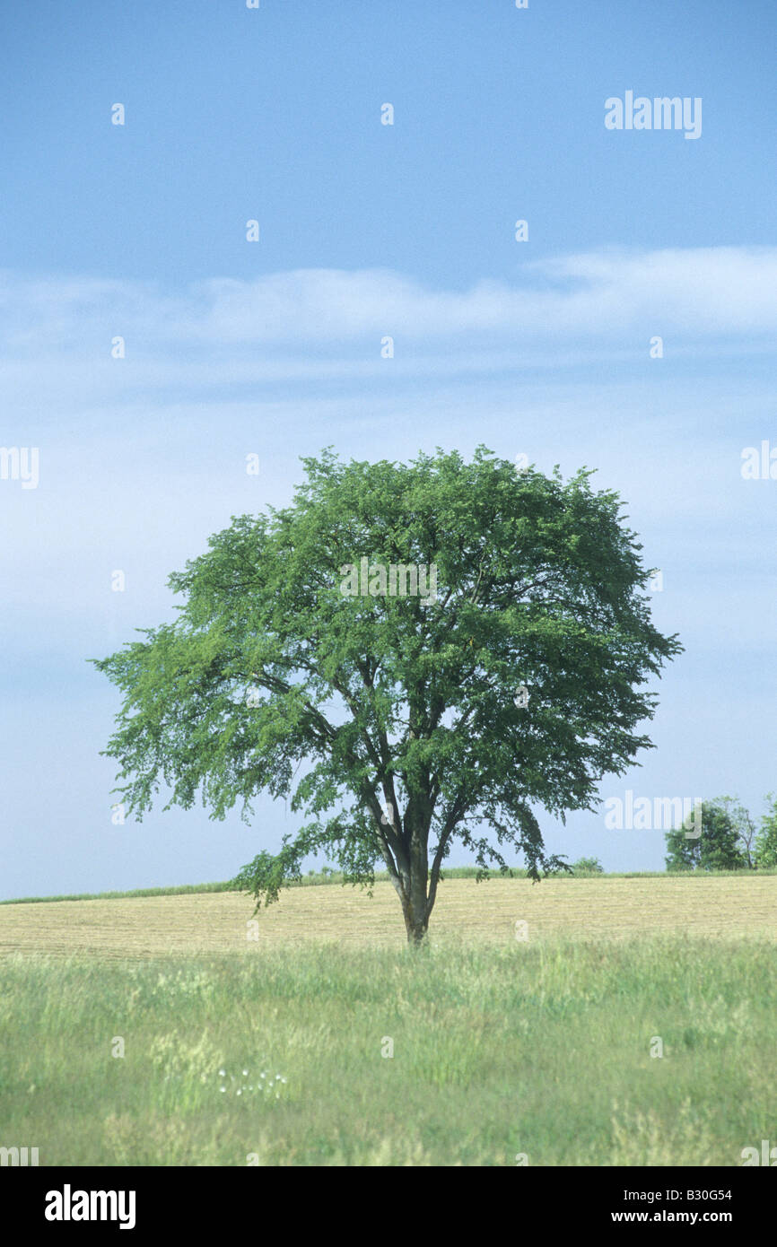 American Elm, Ulmus americana Foto Stock