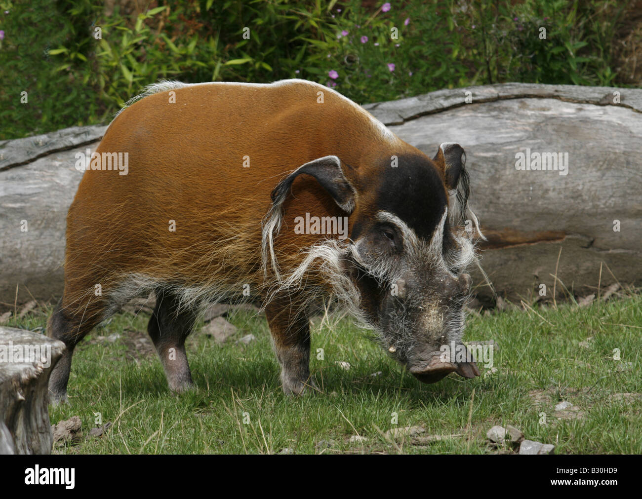 Red River Hog aka bush Africano maiale (Potomochoerus Porcus) Foto Stock
