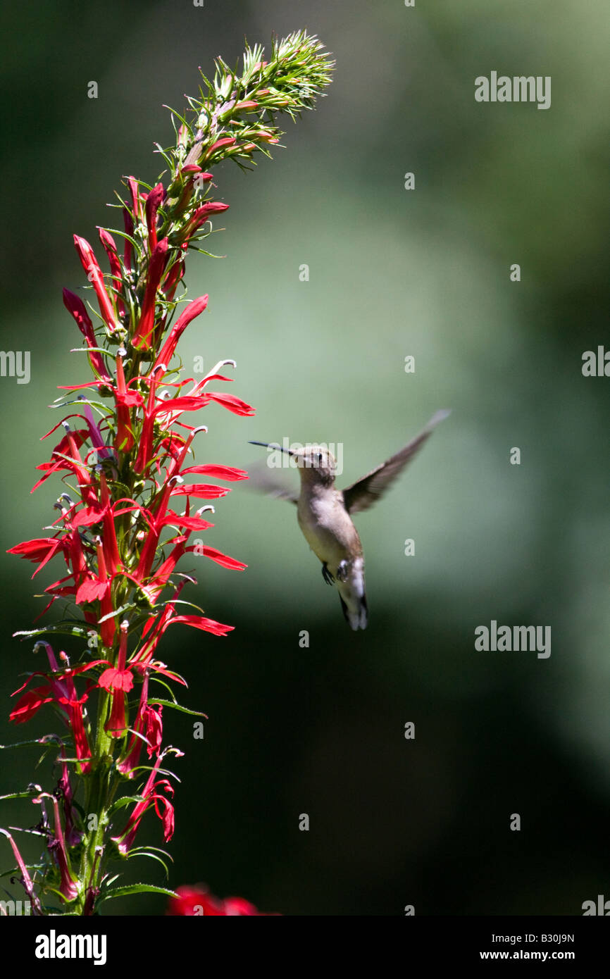 Ruby throated Hummingbird in bilico Foto Stock