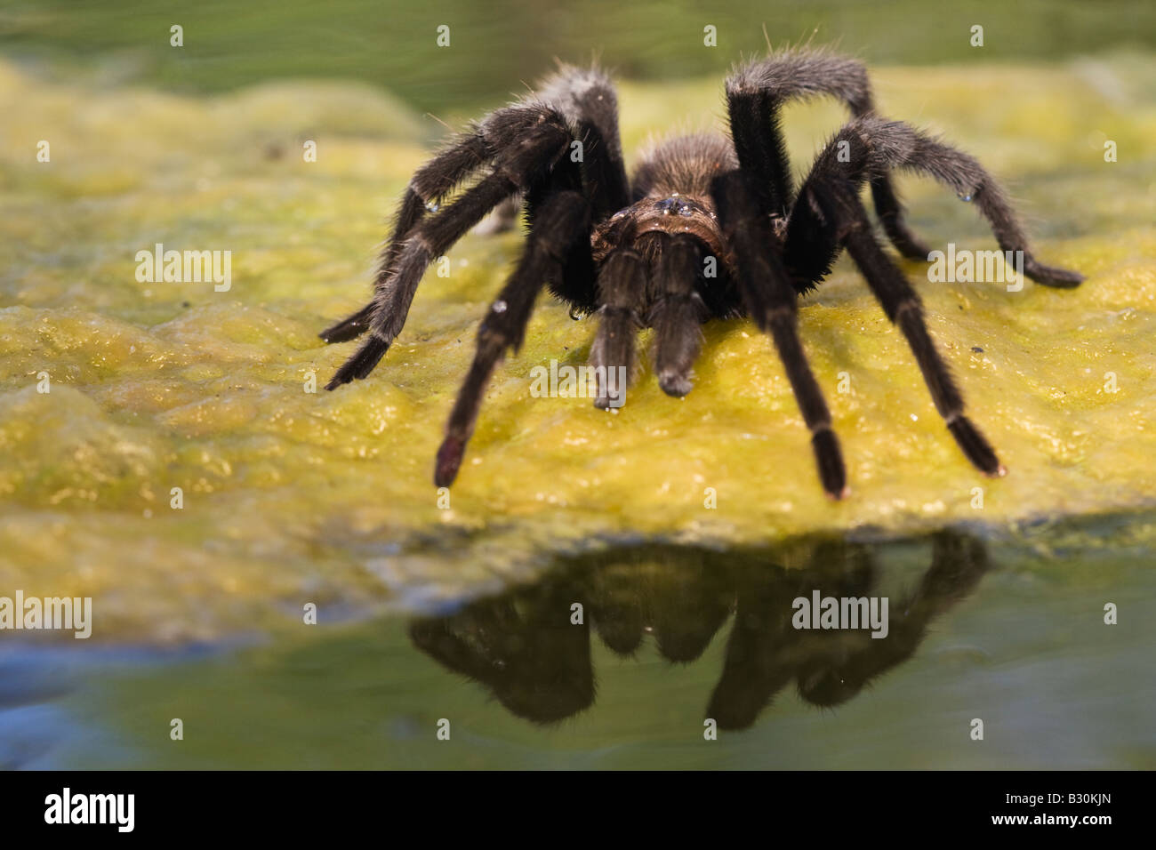 Una tarantola spider siede sulle alghe su un ranch pond. Foto Stock