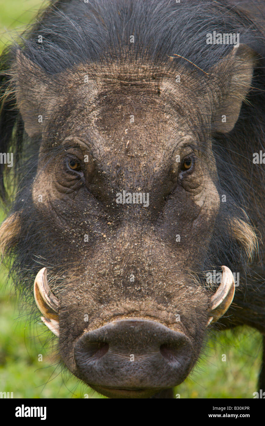 Attrattivo per cinghiali Hog Wild Boar Attractor