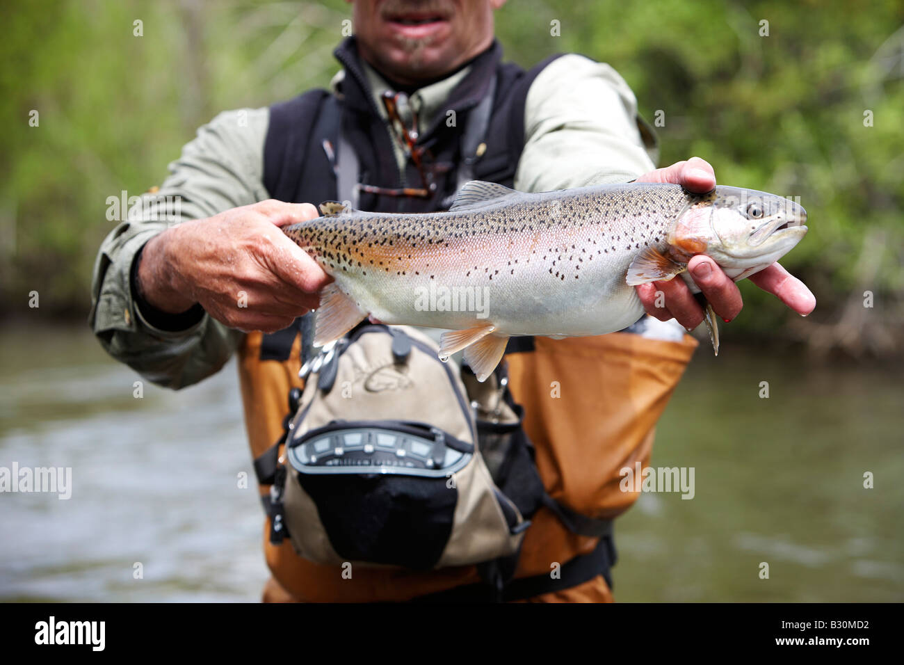 Un pescatore a mosca in piedi in un fiume con in mano una trota pesce. Foto Stock