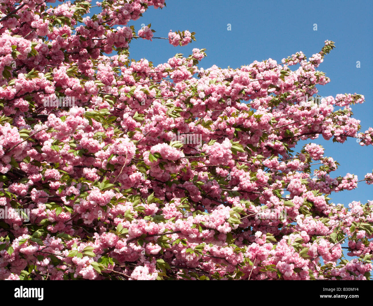 Rosa fiori di ciliegio Foto Stock