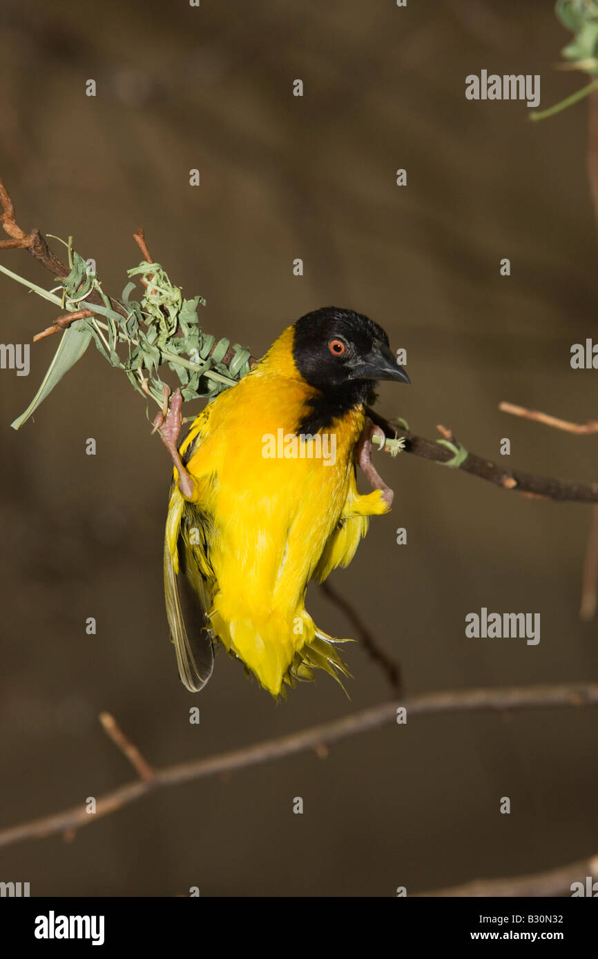 Vitelline Tessitore mascherato Textor vitellinus Ploceus vitellinus Tanzania Serengeti National Park Foto Stock