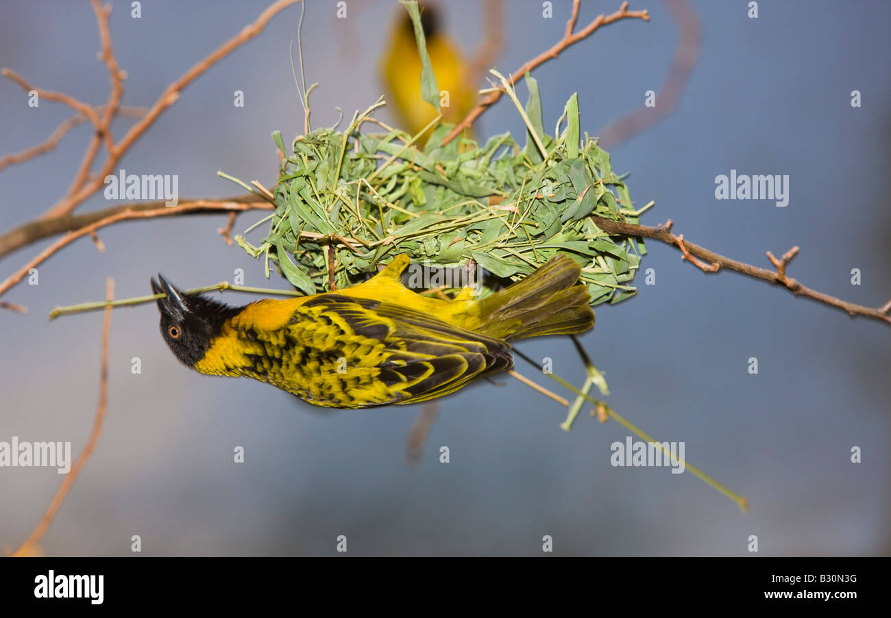 Vitelline Tessitore mascherato Textor vitellinus Ploceus vitellinus Tanzania Serengeti National Park Foto Stock