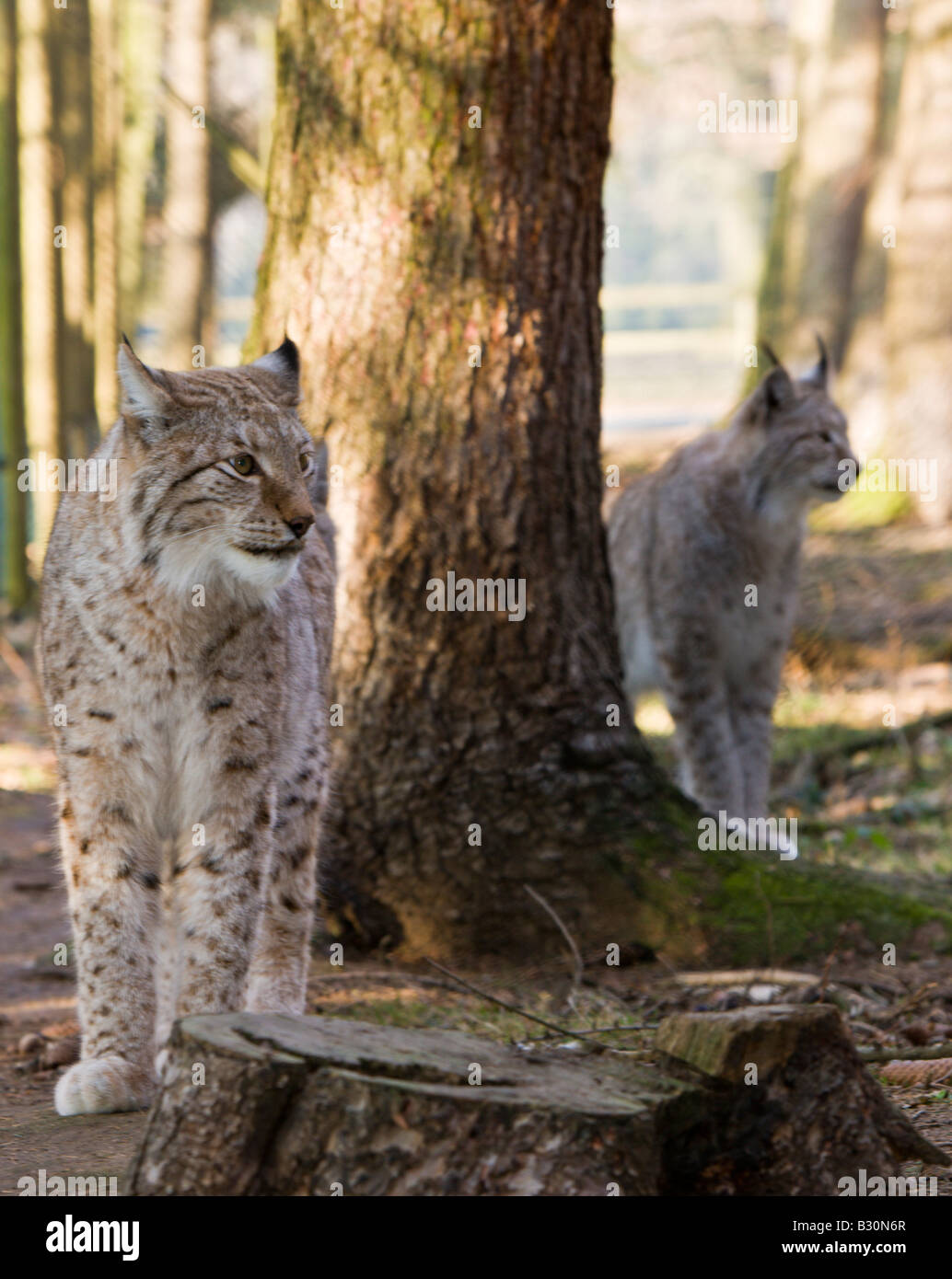 Felis Lynx lynx Germania Baviera Foto Stock