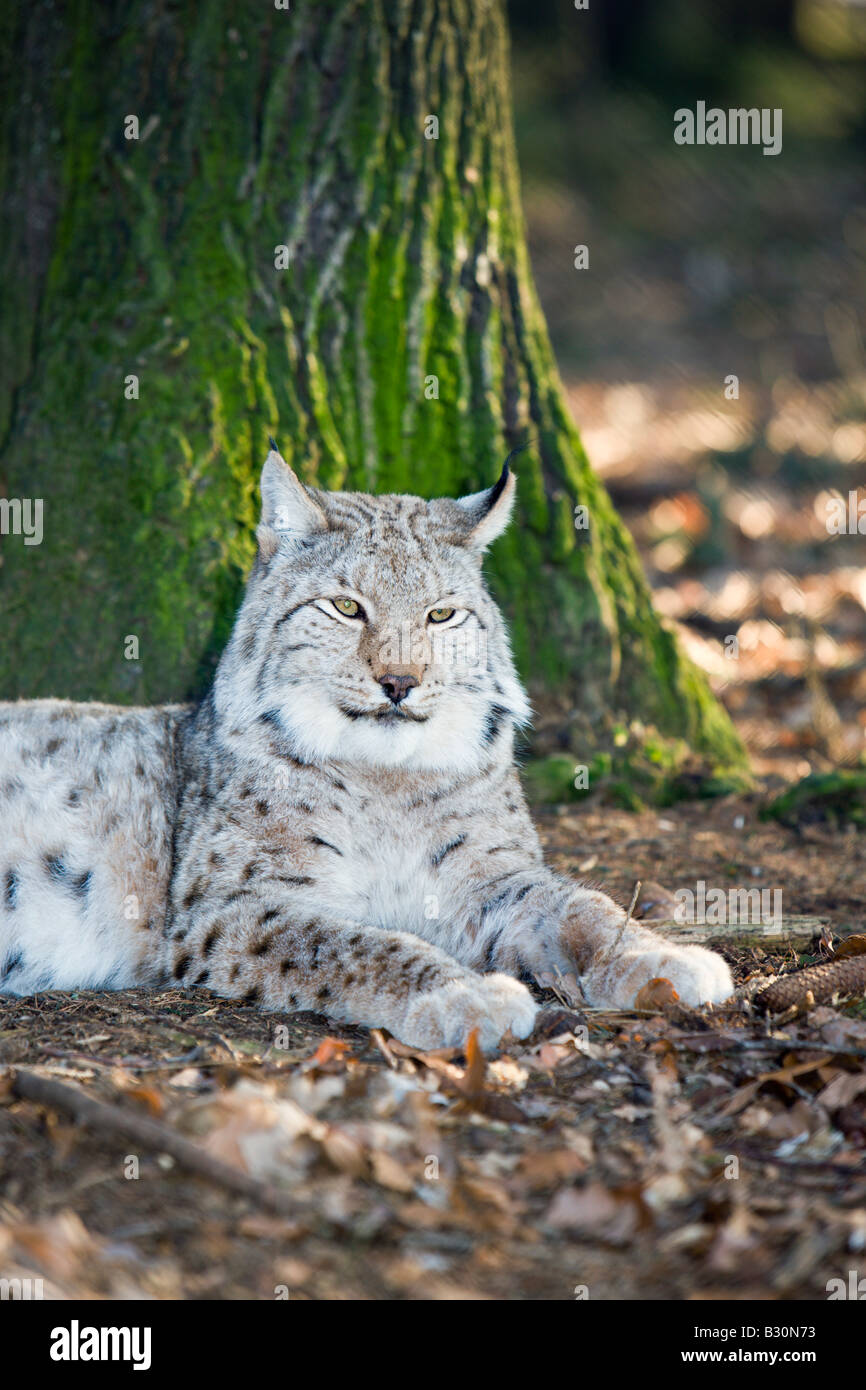 Felis Lynx lynx Germania Baviera Foto Stock
