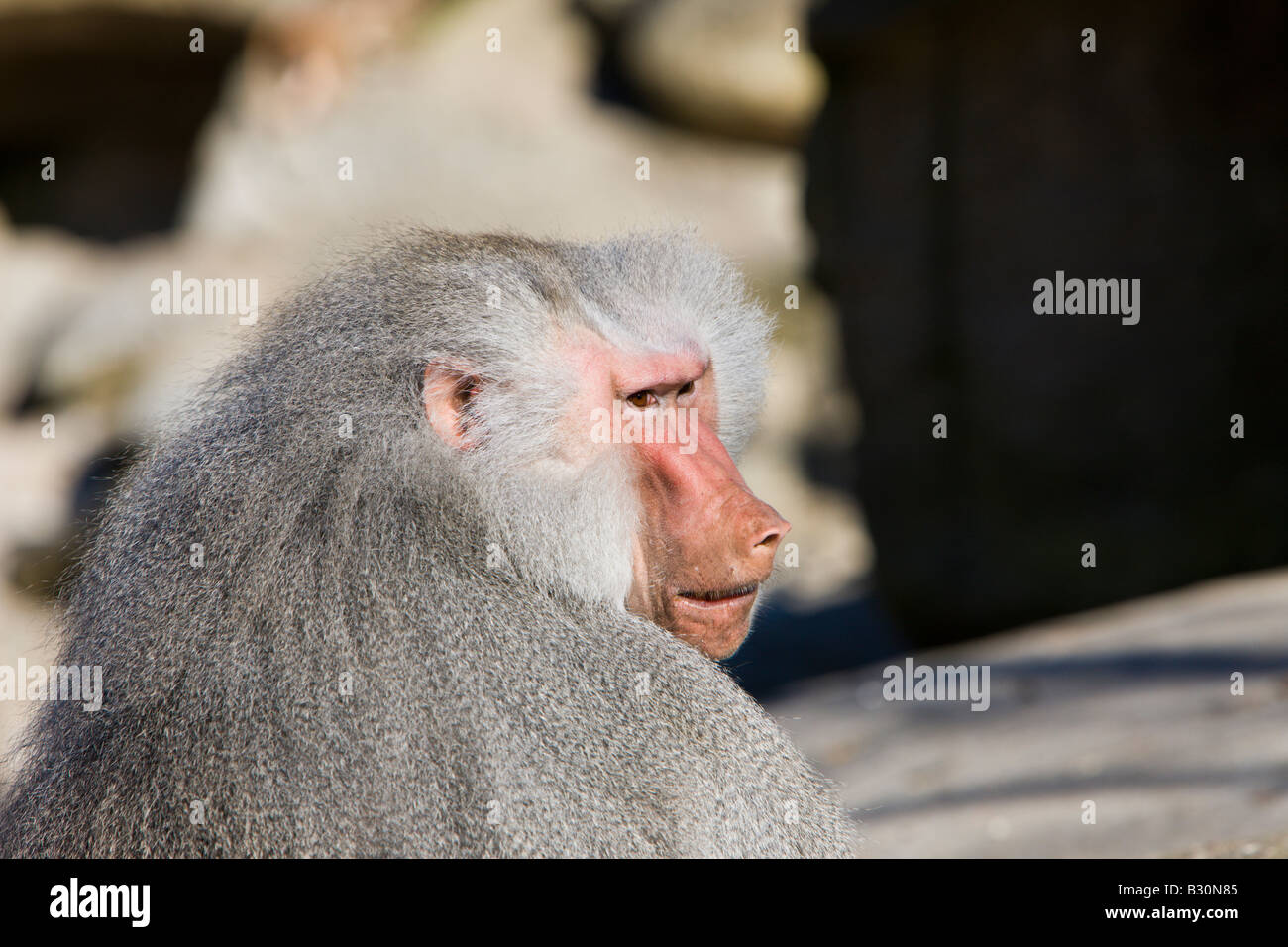 Hamadryas maschio di babbuino Papio hamadryas Etiopia Africa Foto Stock