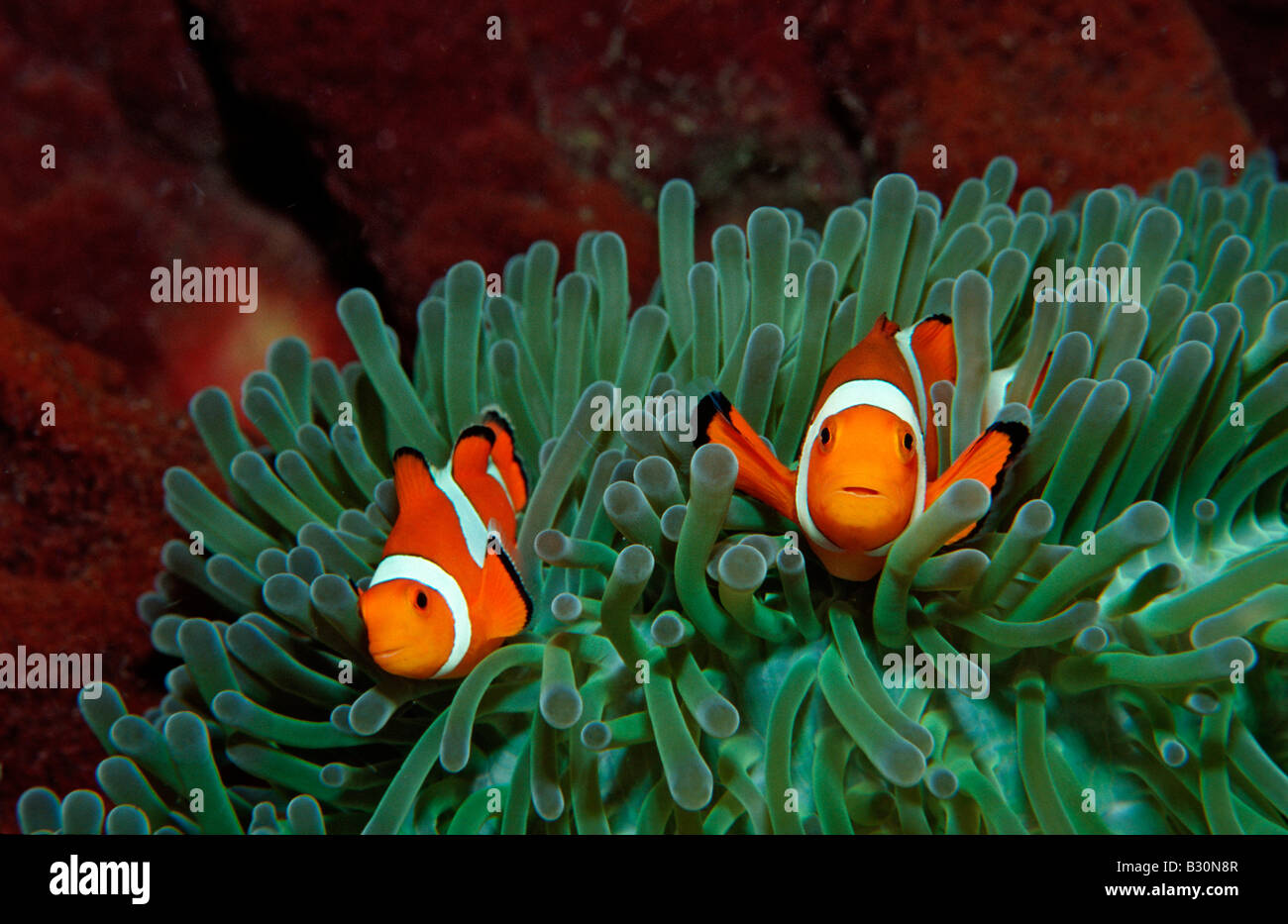 Due Clown anemonefishes Amphiprion ocellaris Indonesia Bali Oceano Indiano Foto Stock