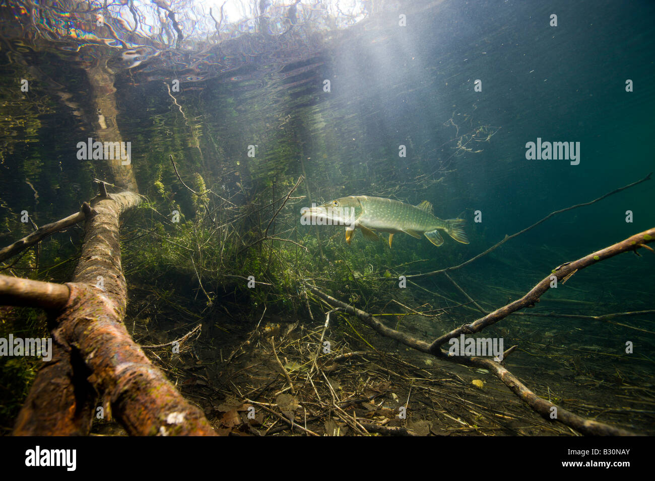 Northern Pike Esox lucius Germania Echinger Weiher Lago Monaco di Baviera Baviera Foto Stock