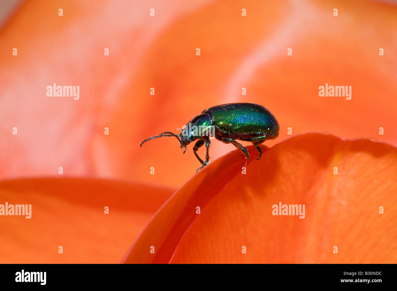 Leaf Beetle su red Tulip Chrysomela Germania Monaco di Baviera Baviera Foto Stock