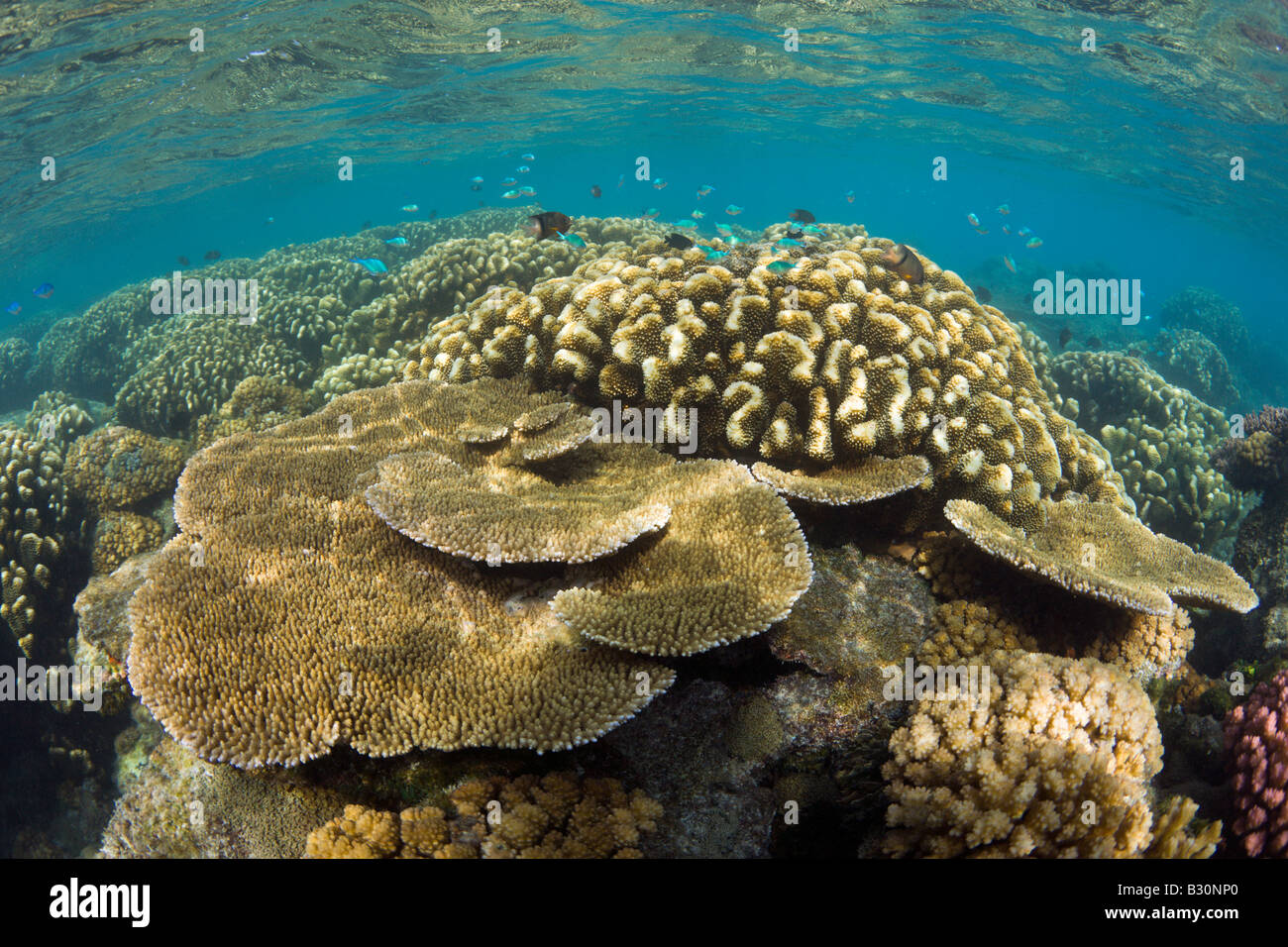 Coralli intatti in Bikini Lagoon Isole Marshall Bikini Atoll Micronesia Oceano Pacifico Foto Stock