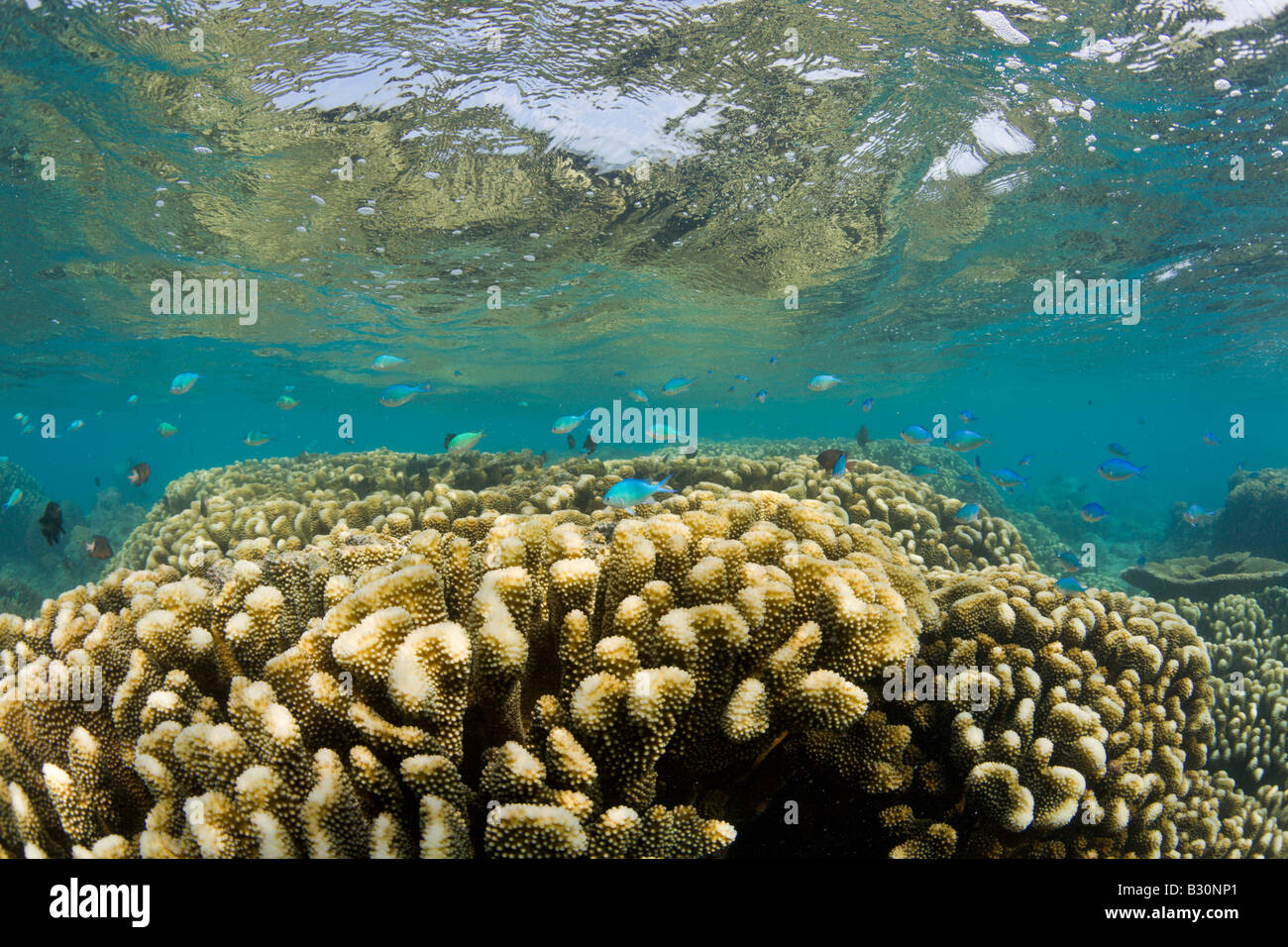 Coralli intatti in Bikini Lagoon Isole Marshall Bikini Atoll Micronesia Oceano Pacifico Foto Stock
