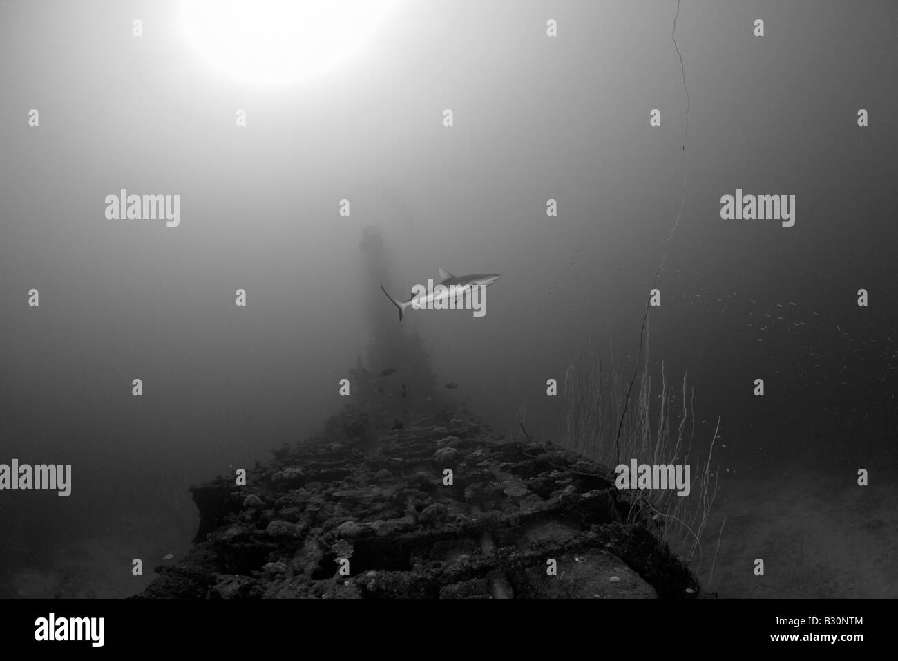 Grey Reef Shark sulla USS sommergibile Apogon Isole Marshall Bikini Atoll Micronesia Oceano Pacifico Foto Stock