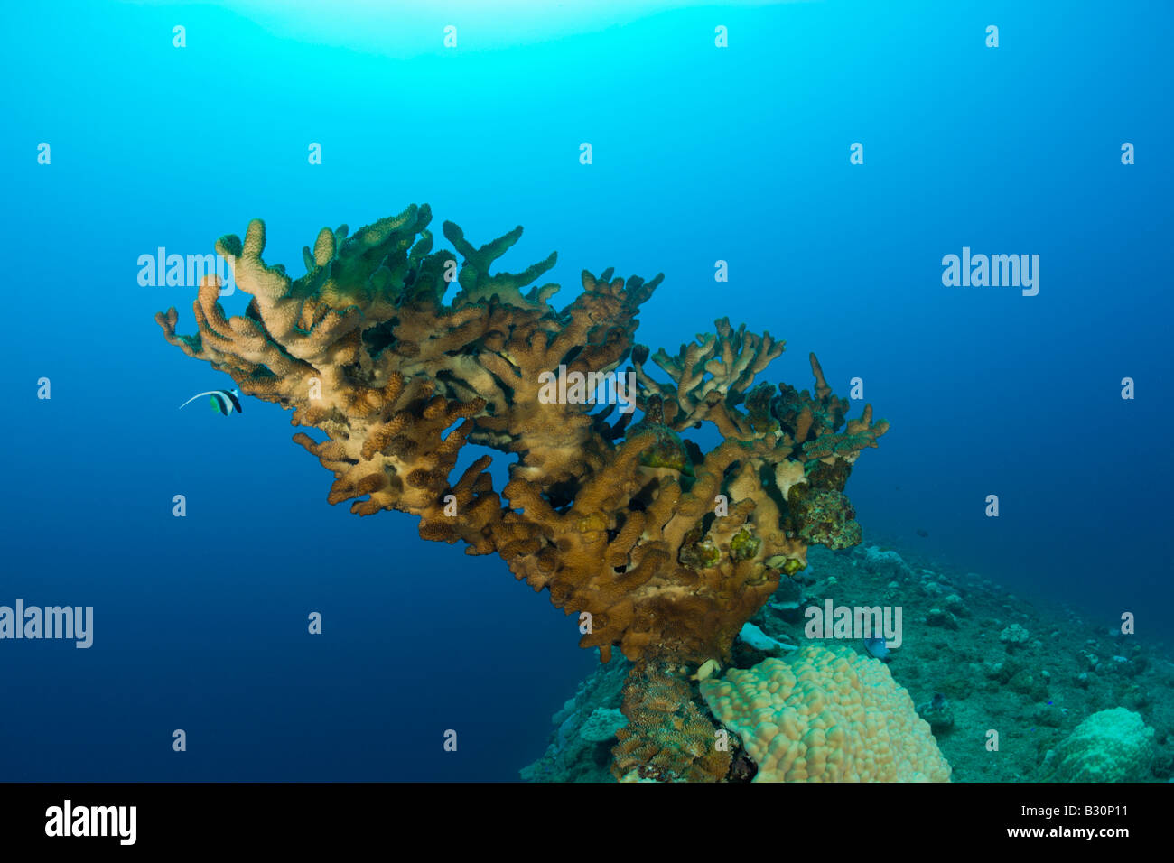 Grande Incendio Coral al fondo del relitto HIJMS Nagato corazzata Isole Marshall Bikini Atoll Micronesia Oceano Pacifico Foto Stock