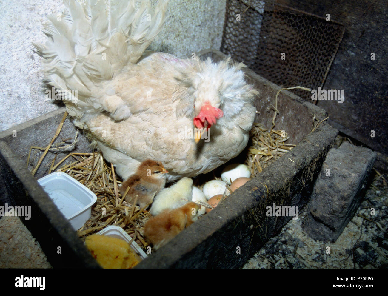 Pollo in stalla con pulcino Foto Stock