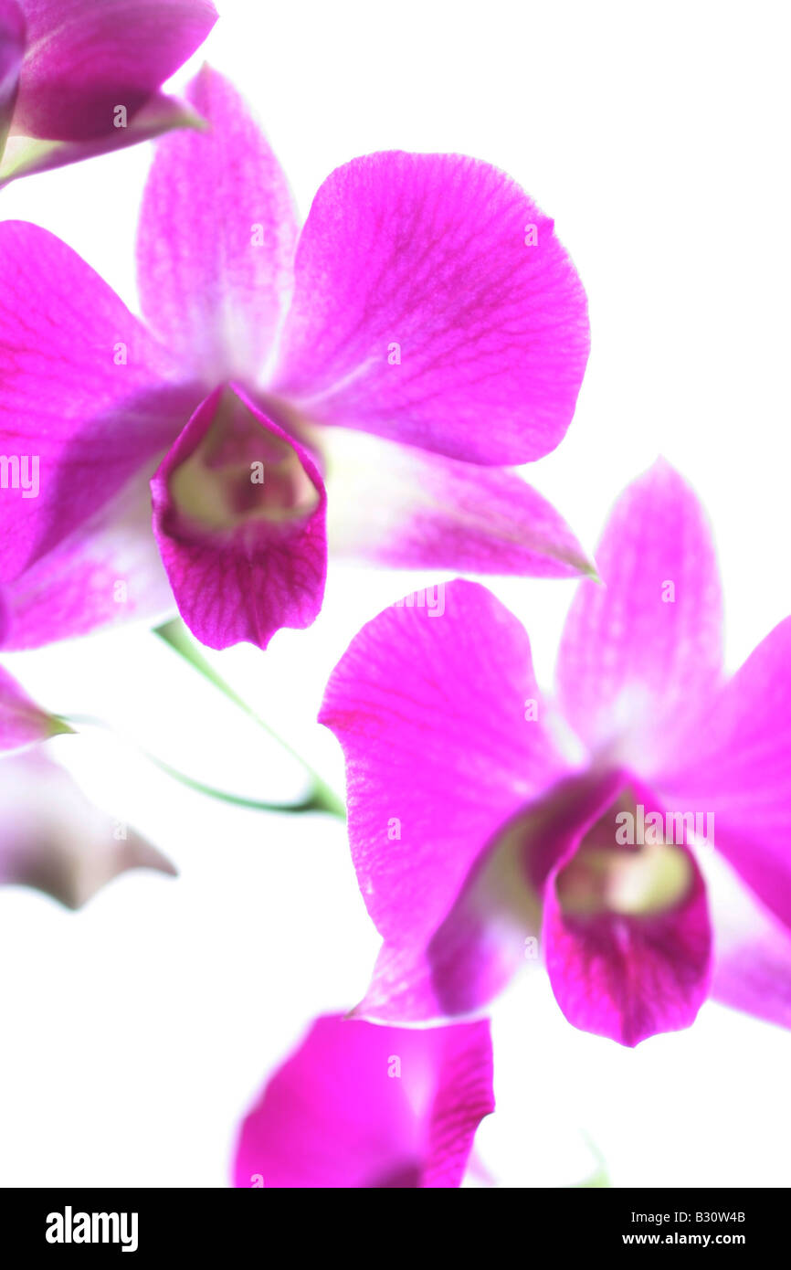Dendrobium, antelope orchid Foto Stock