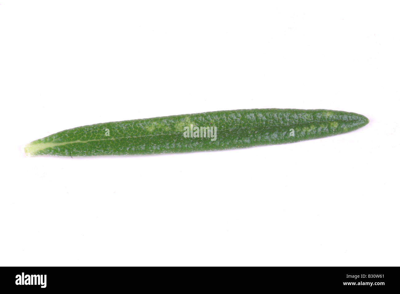 Rosmarinus officinalis, rosmarino Foto Stock