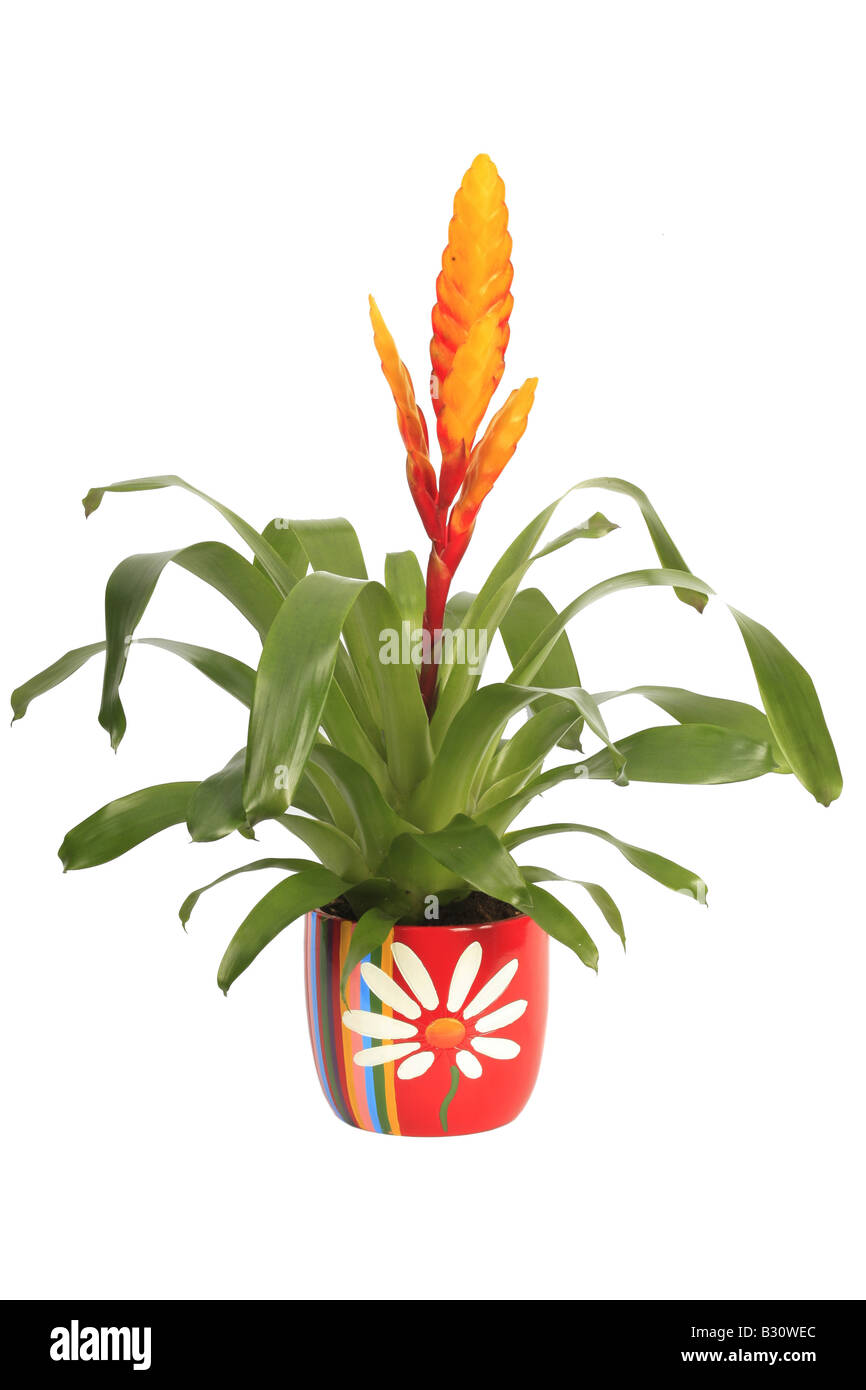 Bromelia Foto Stock