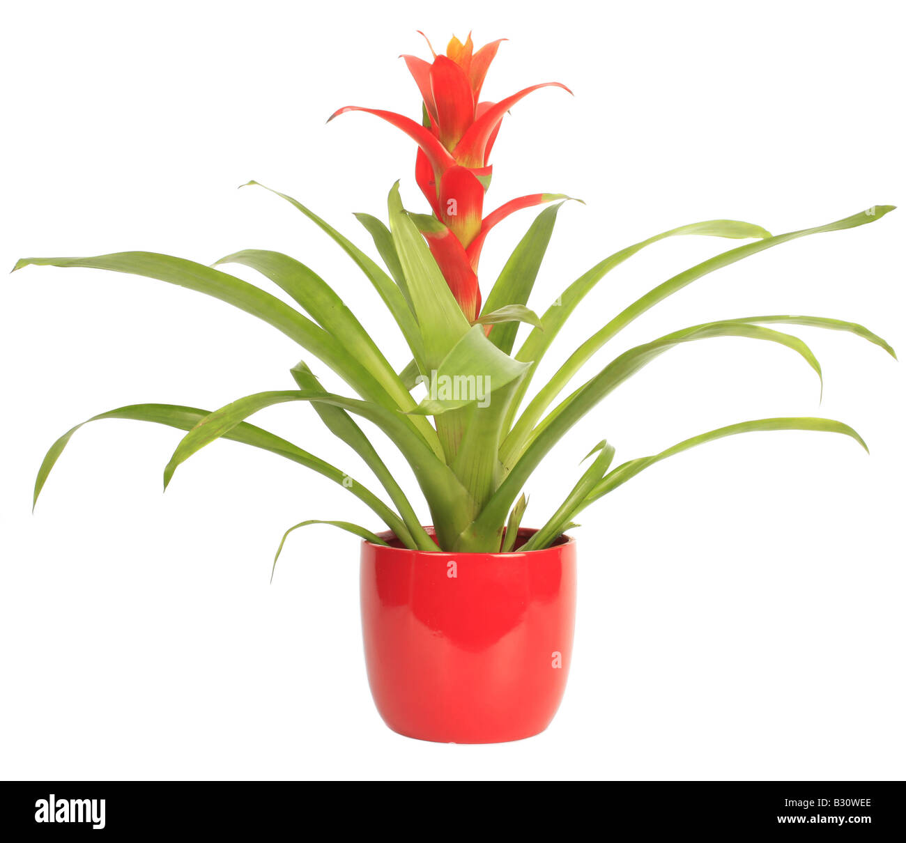 ibrido di Guzmania Foto Stock