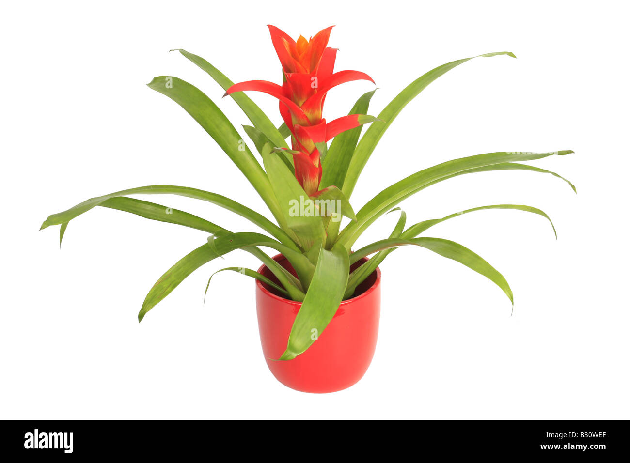 ibrido di Guzmania Foto Stock