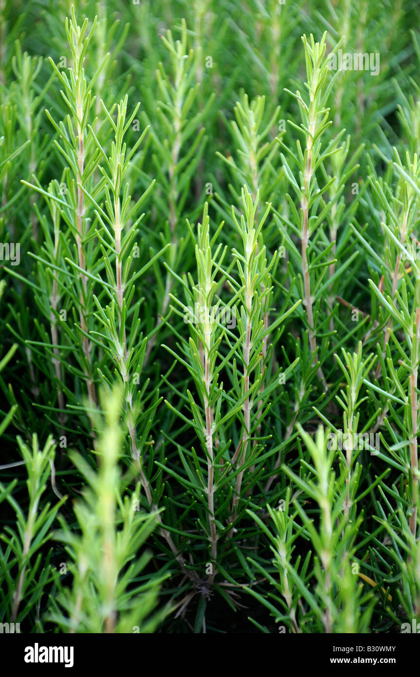 Campo di crescita di rosmarino Foto Stock