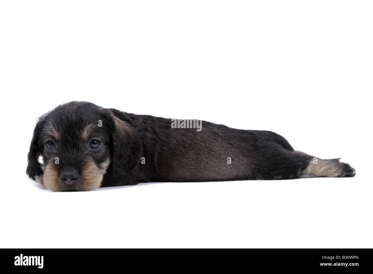 Canis lupus f. familiaris, salsiccia cane, cane domestico Foto Stock