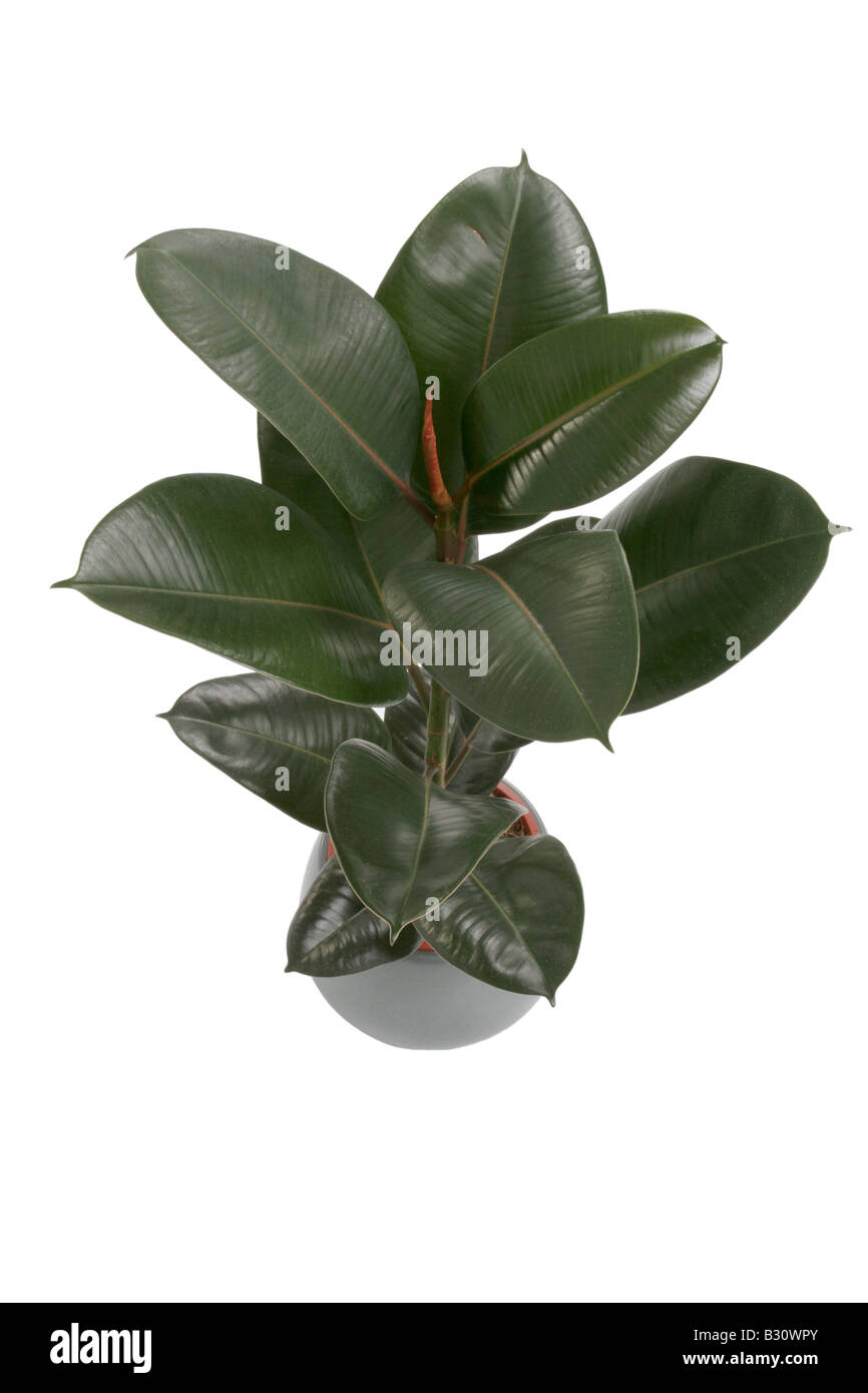 Ficus elastica, gomma indiana Tree, impianto di gomma Foto Stock