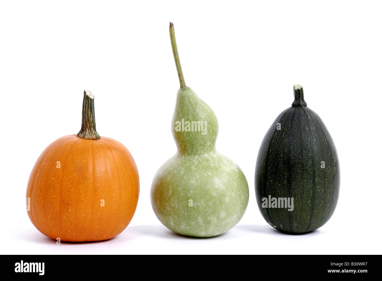 La Cucurbita pepo convar. microcarpina, Lagenaria siceraria, Zucca ornamentale e bottiglia Zucca, Calabash Gourd Foto Stock