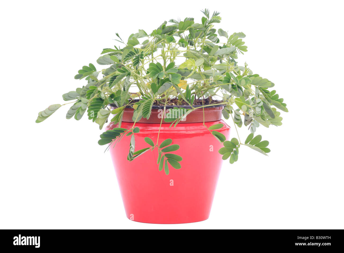 La Mimosa pudica, impianto sensibili, touch-me-non Foto Stock