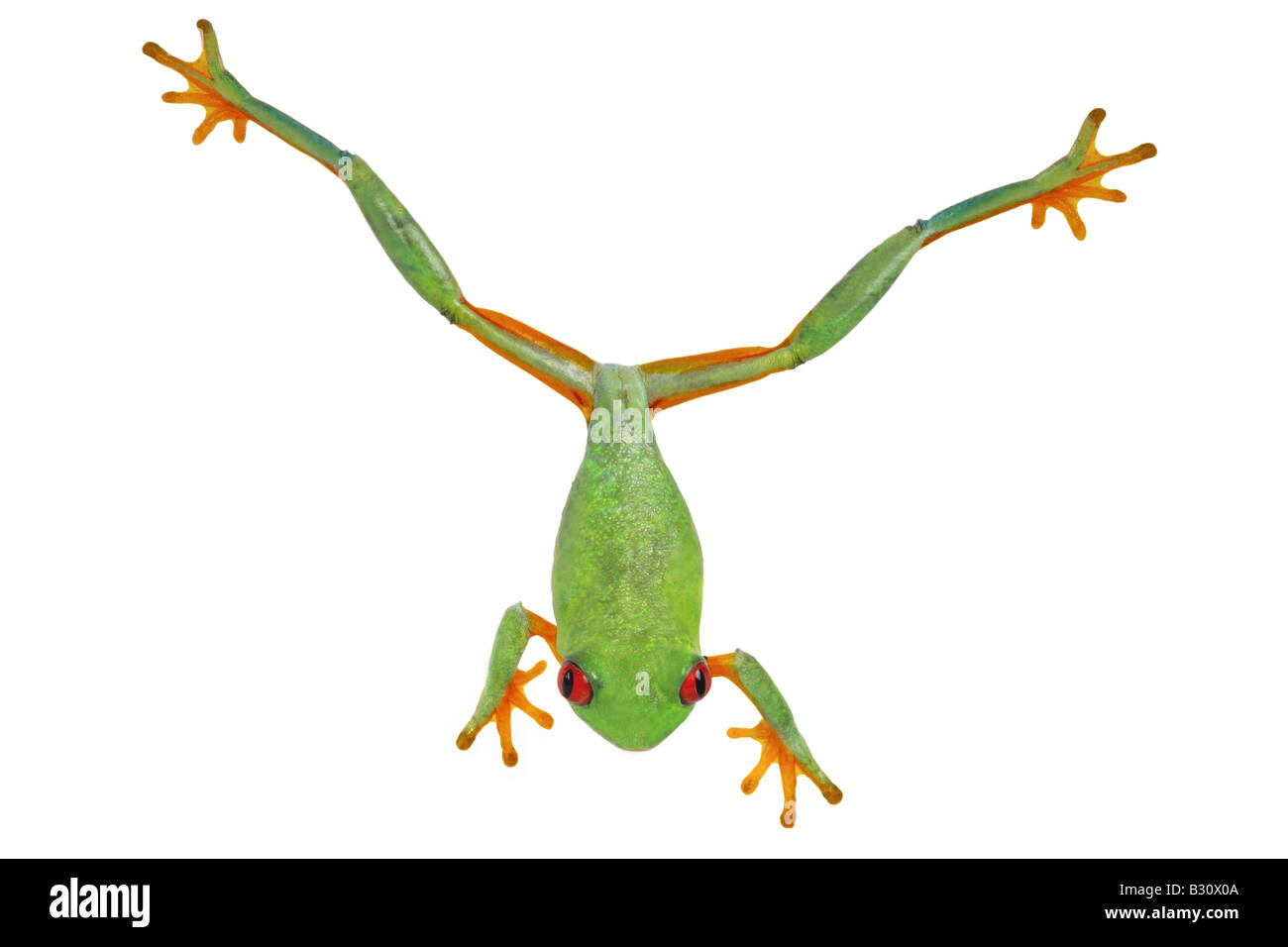 Agalychnis callidryas, red-eyed treefrog, redeyed treefrog, redeye treefrog, occhi rossi treefrog, rosso eyed frog Foto Stock