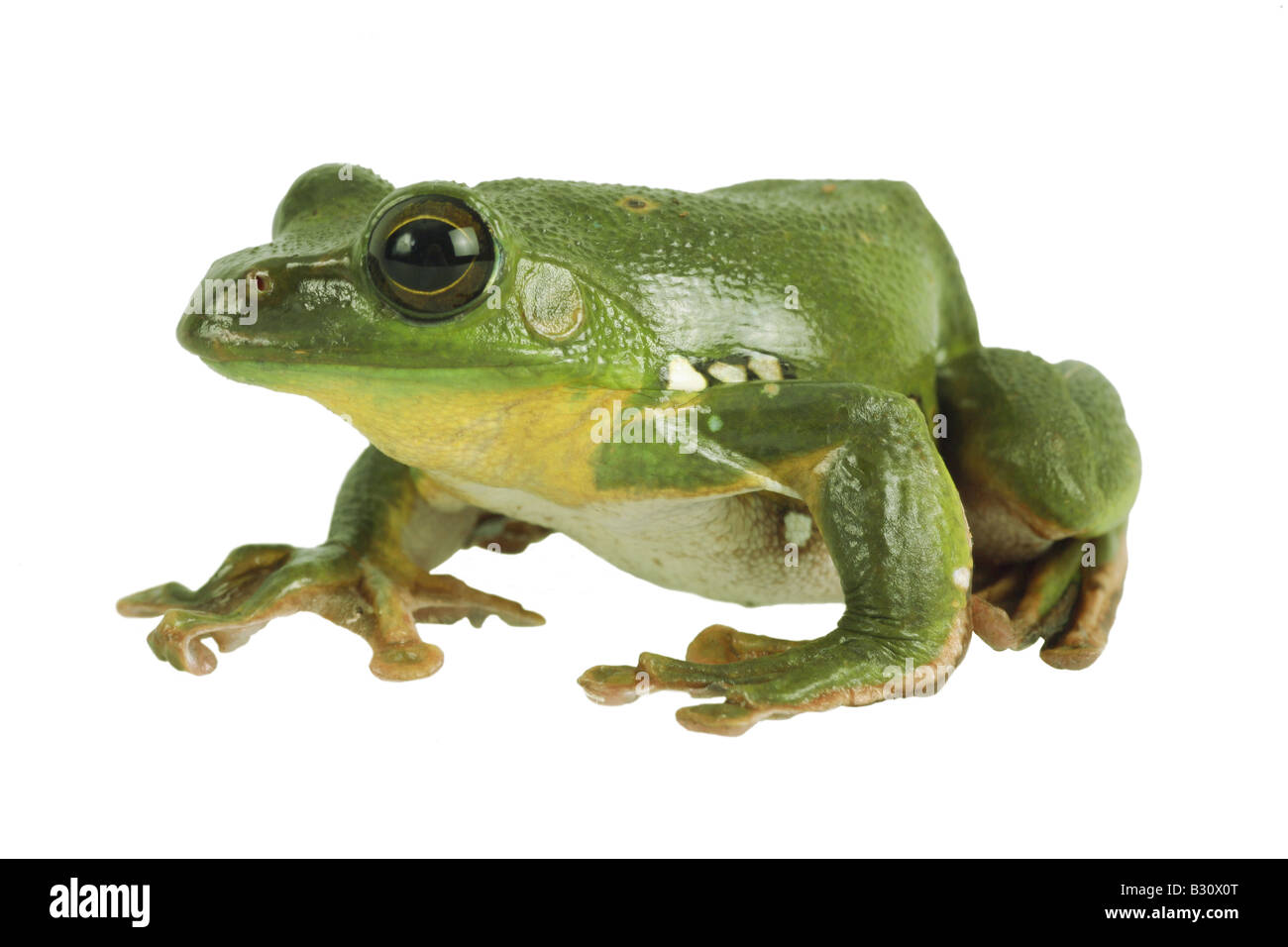 Rhacophorus dennysi, di Blanford rana di mantecazione, asiatica di scorrevolezza della raganella, asiatici treefrog deltaplano Foto Stock