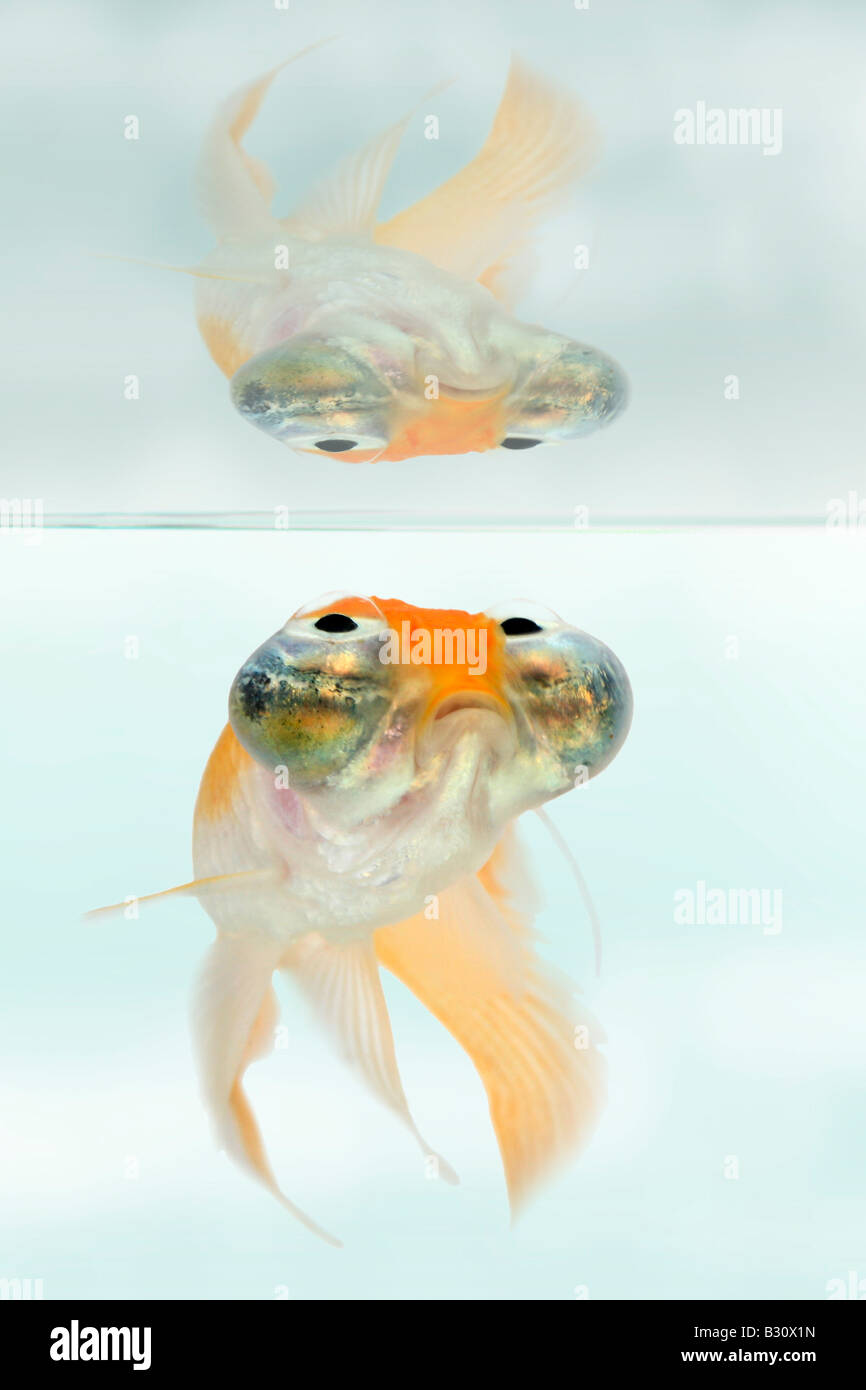 Celesti, Carassius auratus, goldfish, carpa comune, occhio celeste goldfish, celesti Foto Stock