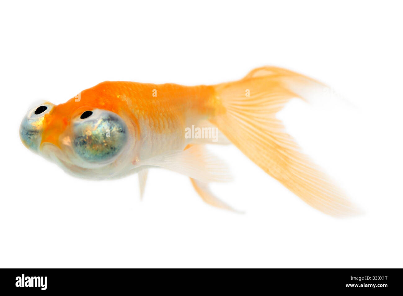 Celesti, Carassius auratus, goldfish, carpa comune, occhio celeste goldfish, celesti Foto Stock